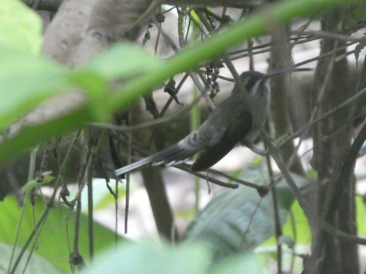 White-bearded Hermit - Chris Gibbs