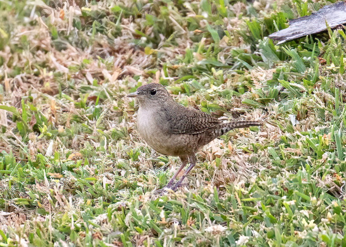 House Wren - Mac Aragon