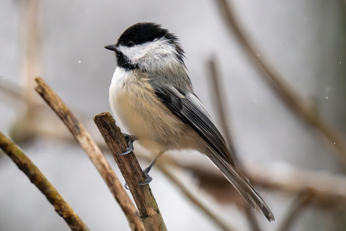 Black-capped Chickadee - Matthew Herron