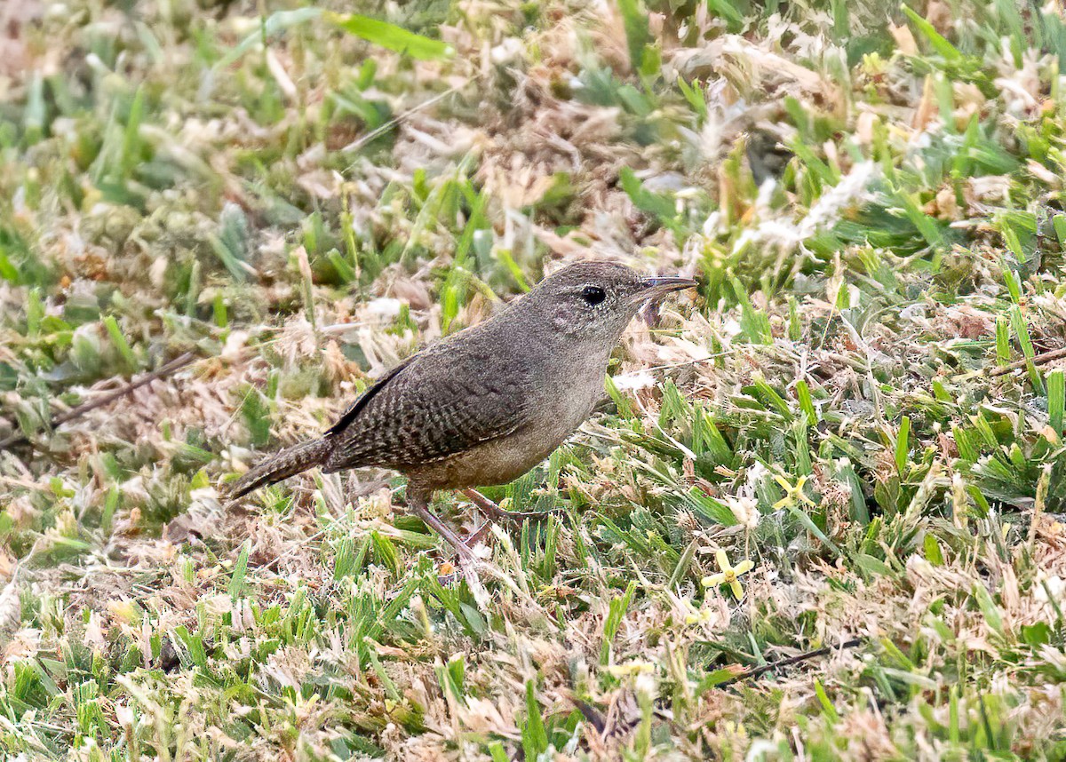 House Wren - Mac Aragon