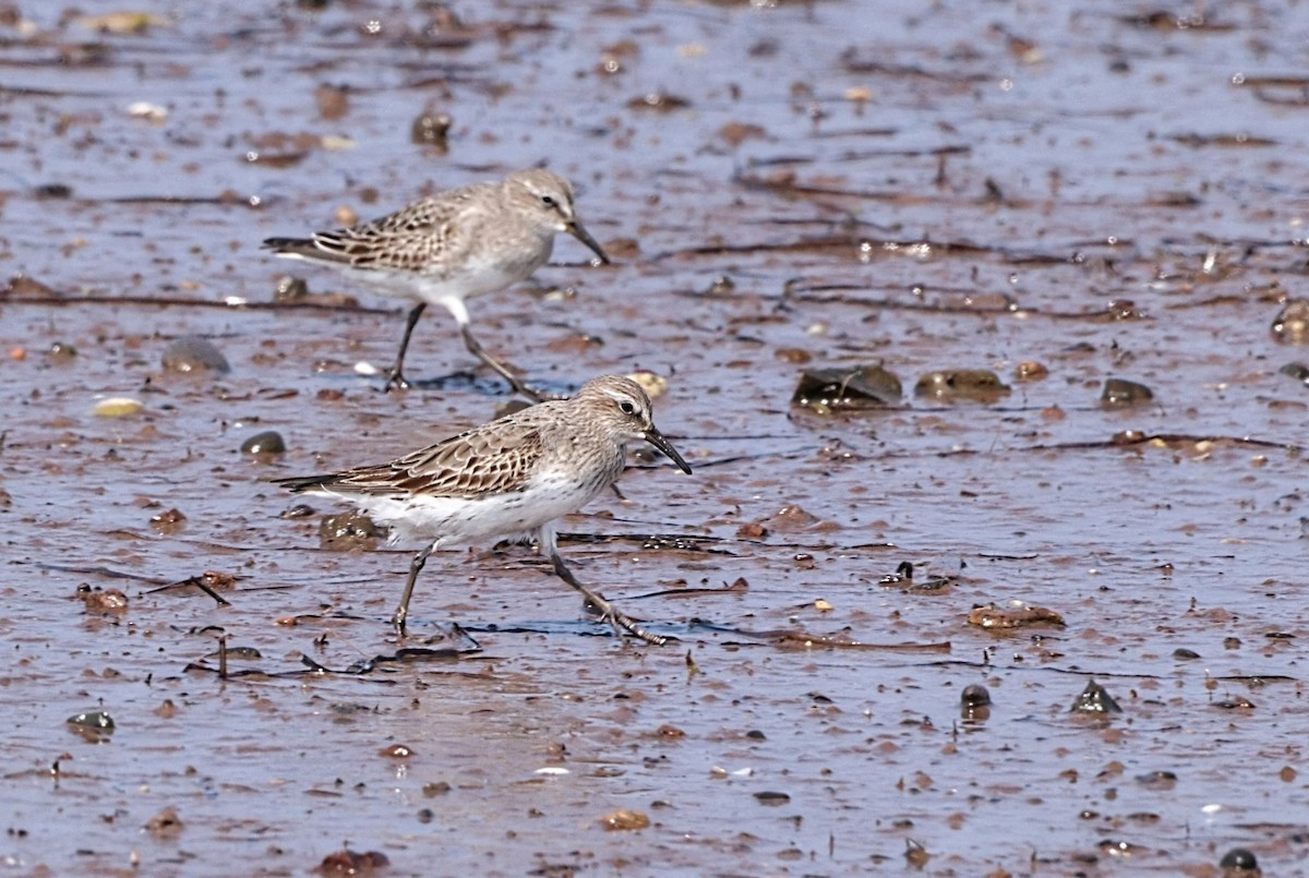 White-rumped Sandpiper - ML622646777