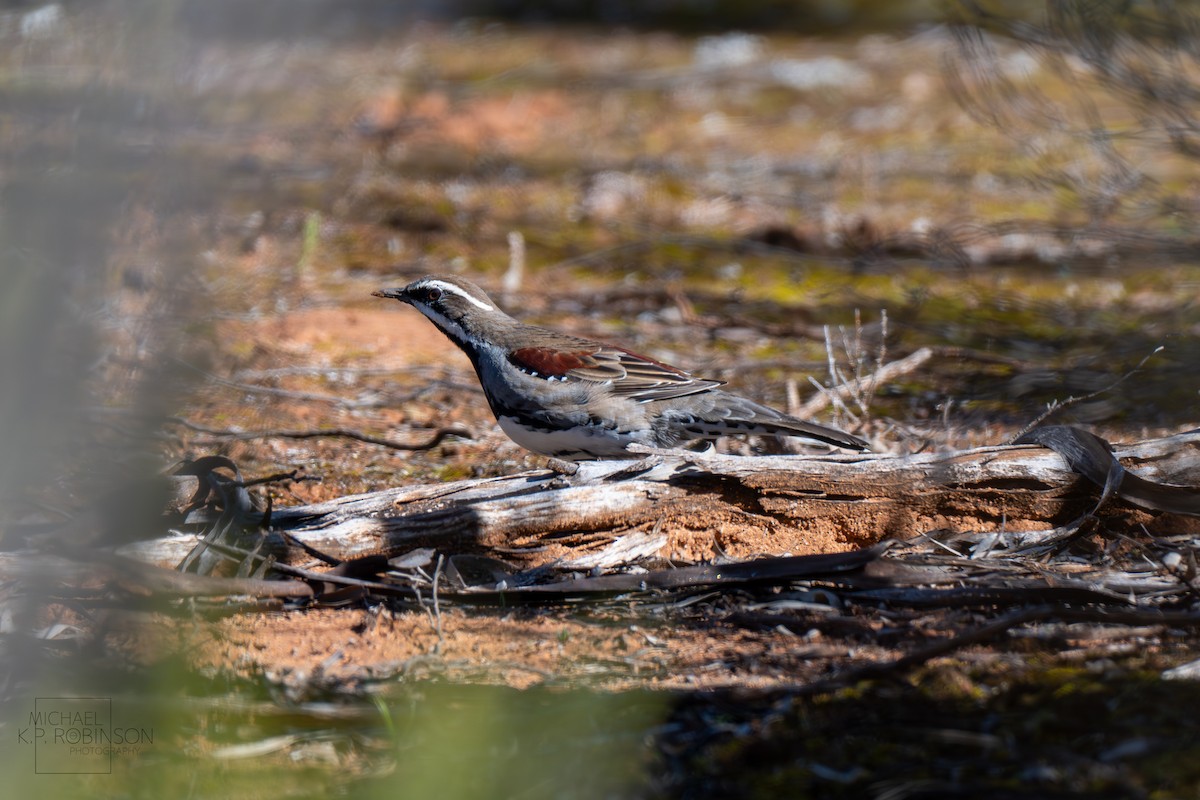 Chestnut Quail-thrush - ML622646783