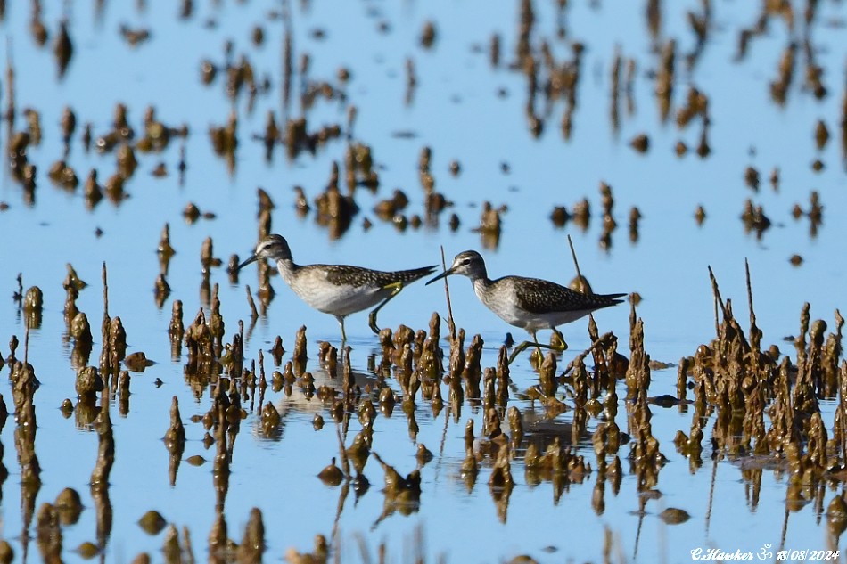 Wood Sandpiper - Carl  Hawker