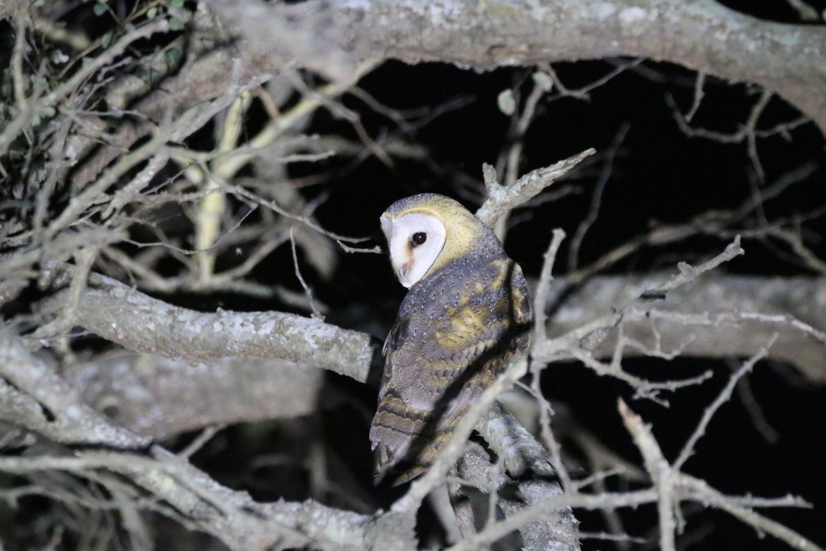 Barn Owl (African) - ML622646788