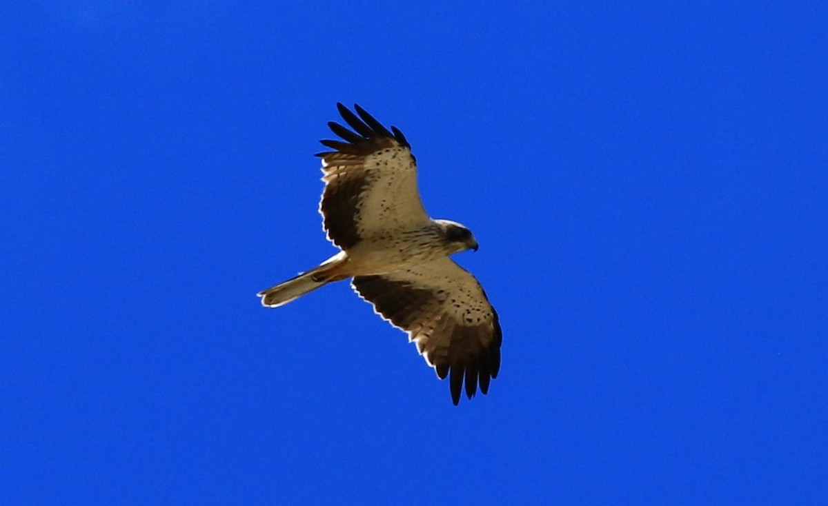 Бахим бүргэд - ML622646798