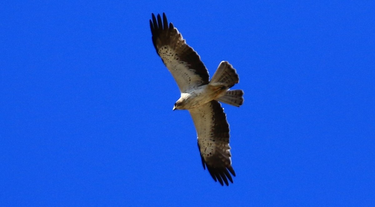 Бахим бүргэд - ML622646799