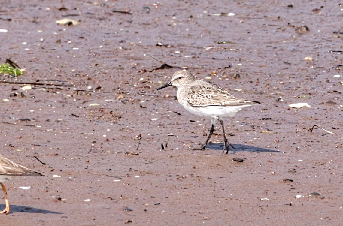 White-rumped Sandpiper - ML622646811