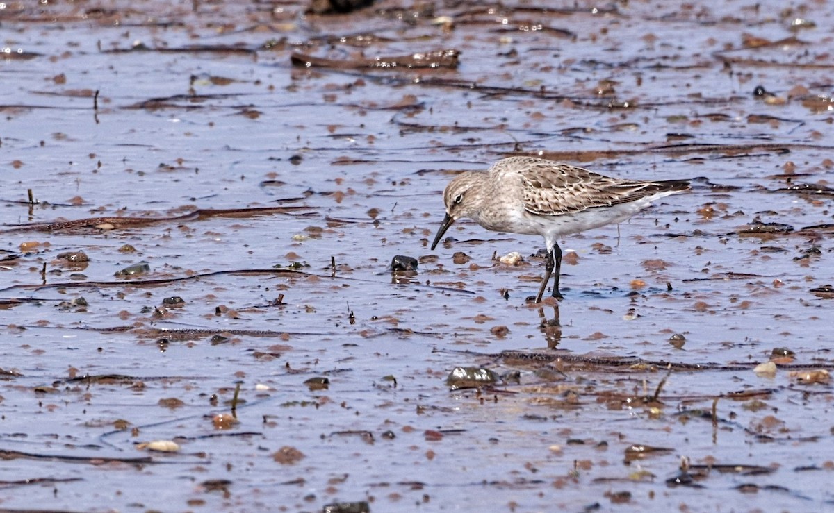 White-rumped Sandpiper - ML622646812