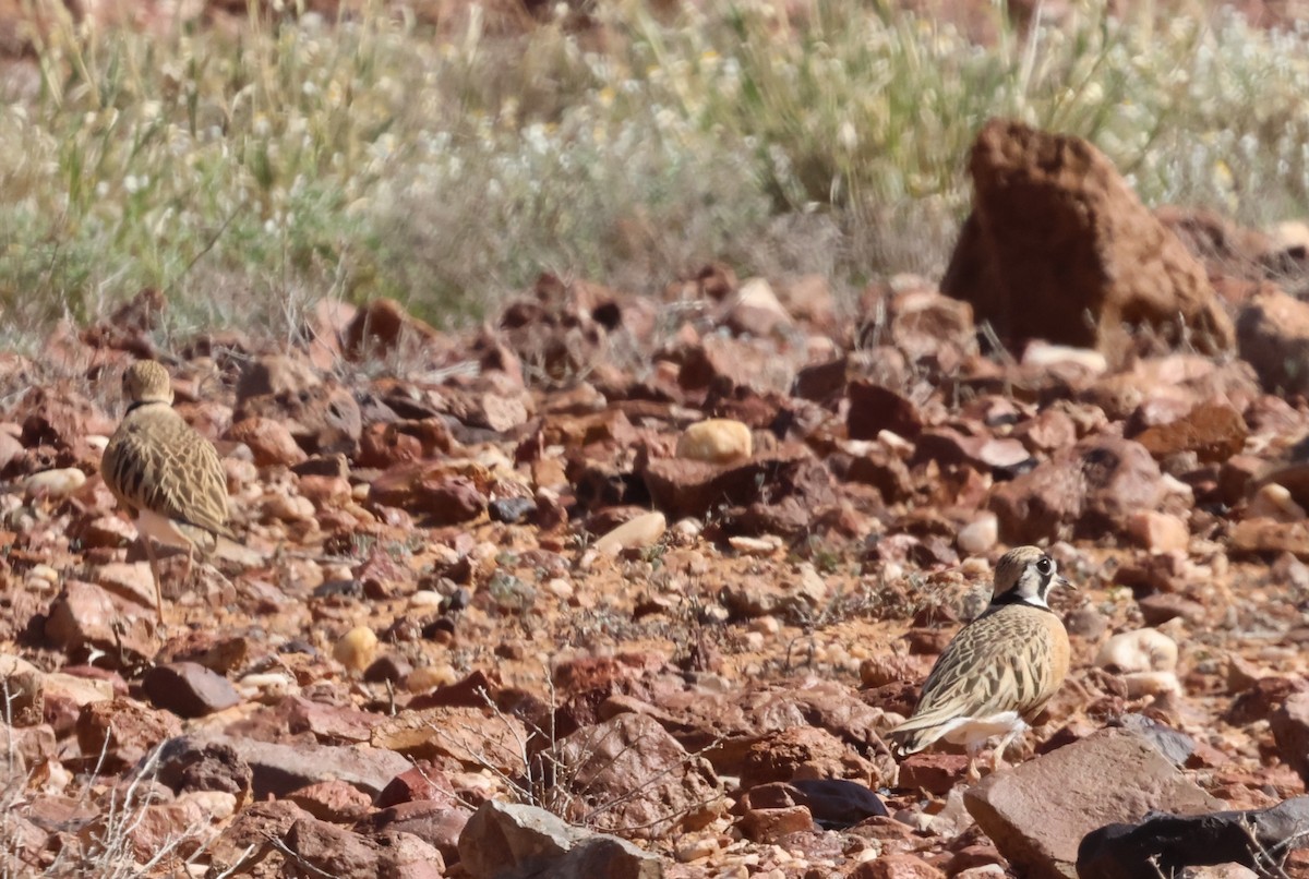 Inland Dotterel - ML622646828