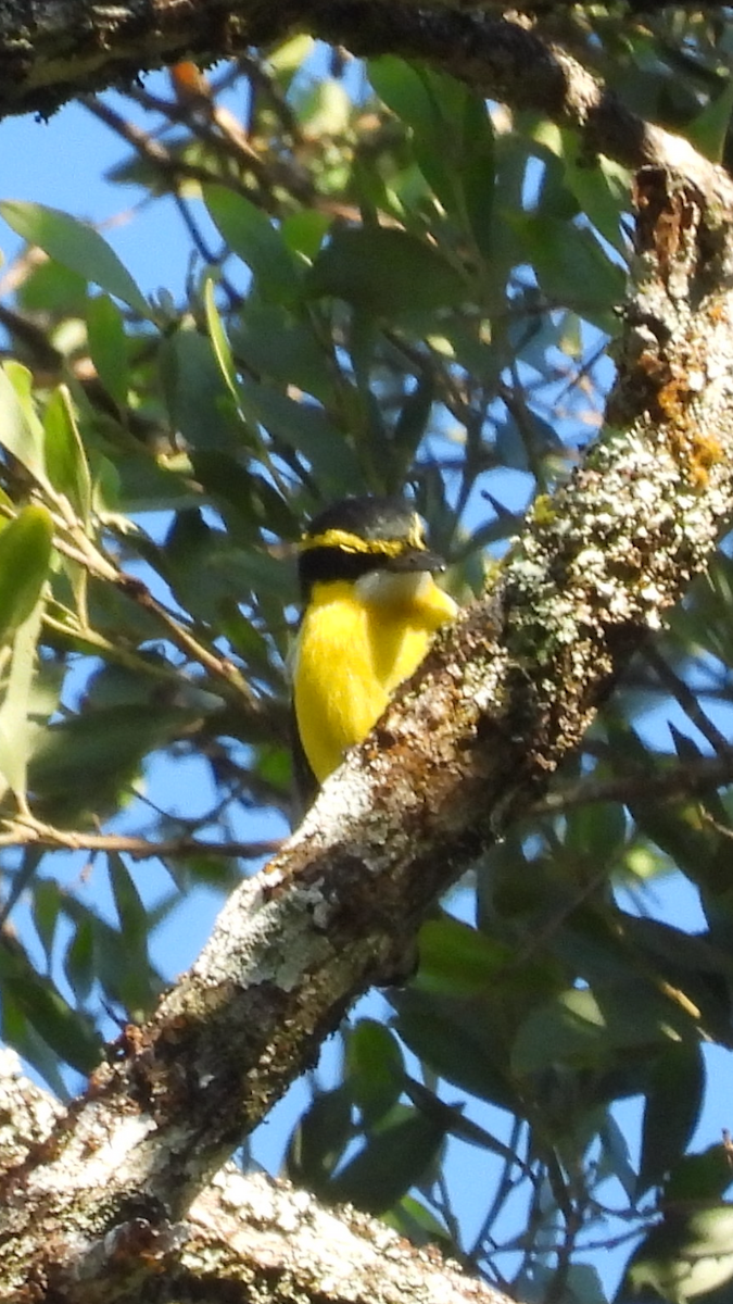 Monarca Piquiplano Pechiamarillo - ML622646841