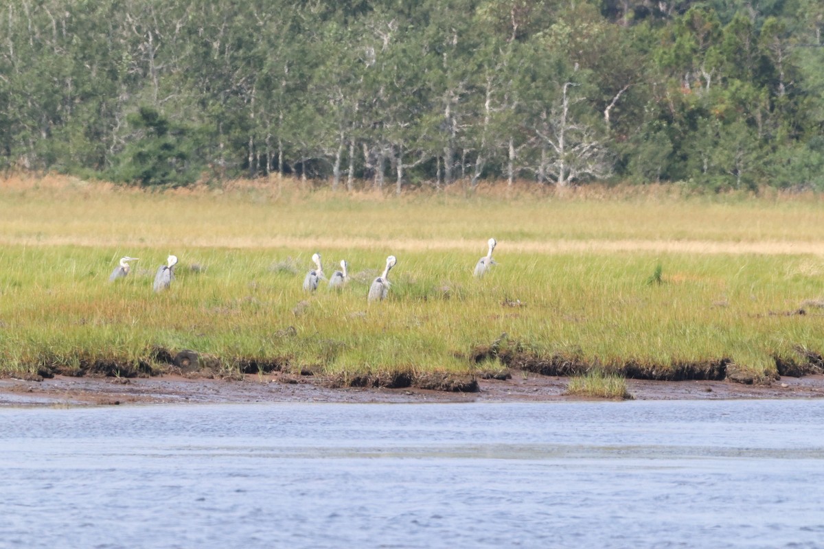 Great Blue Heron - ML622646858