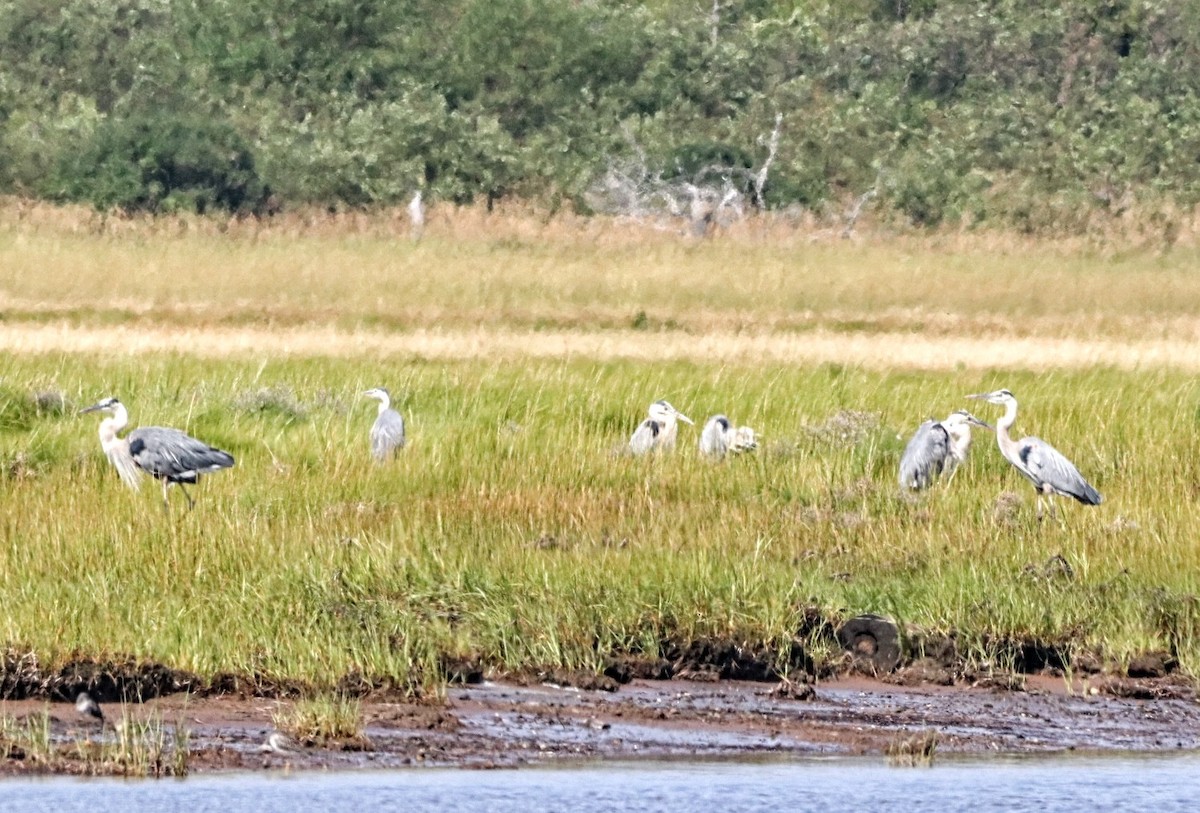 Great Blue Heron - ML622646859