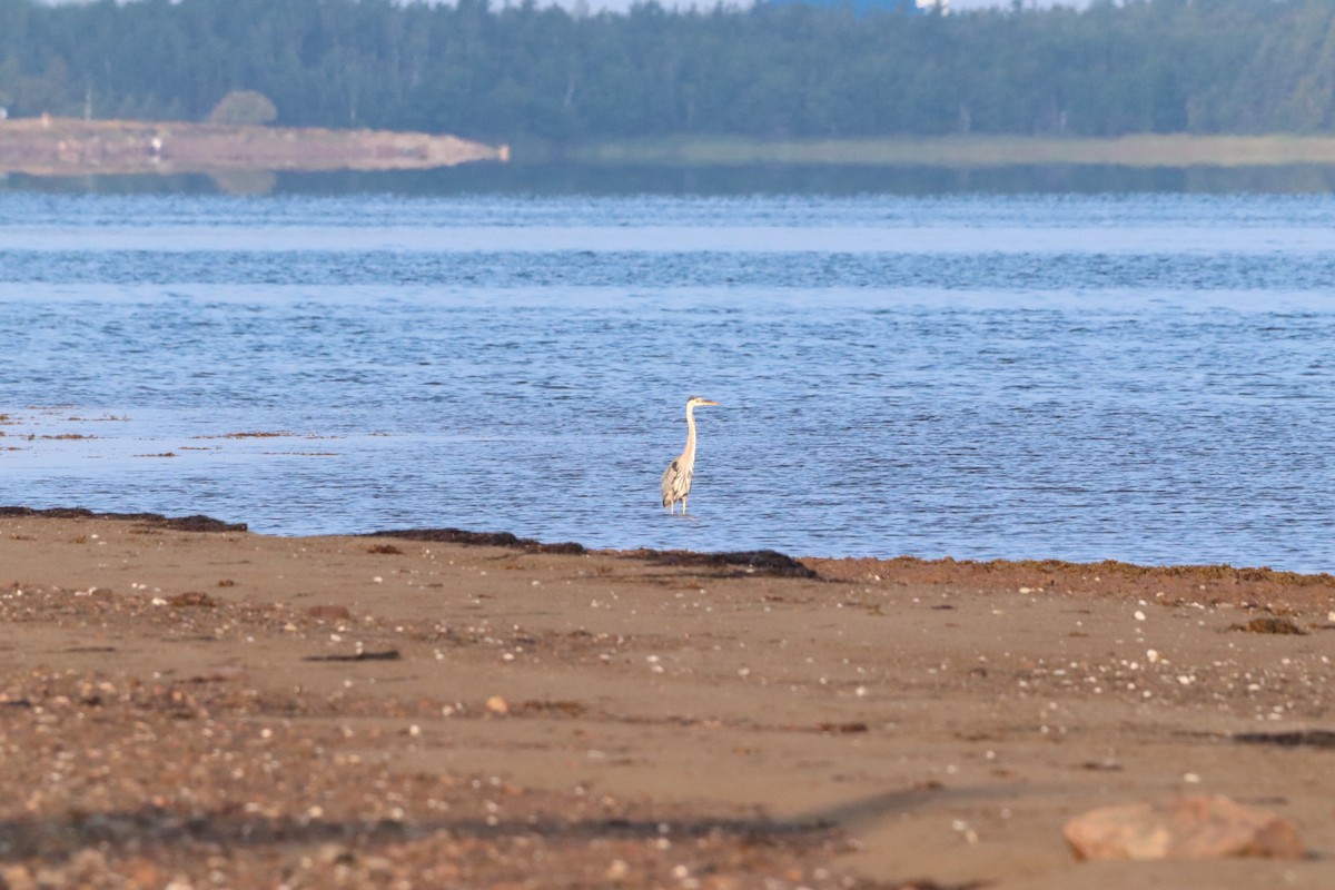 Great Blue Heron - ML622646860
