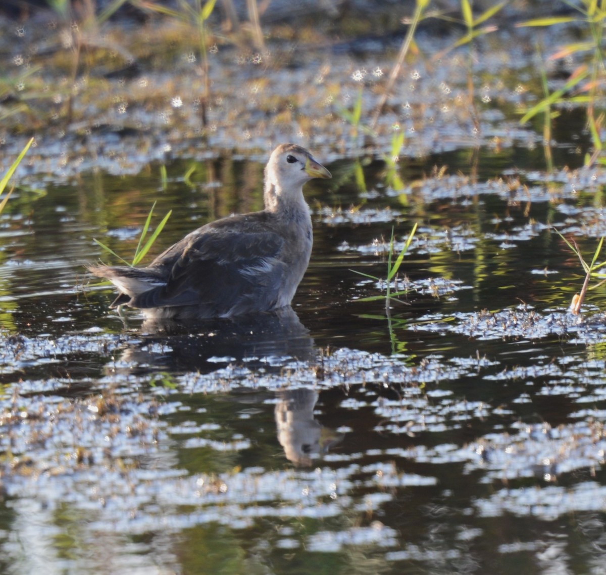 Lesser Moorhen - ML622646873