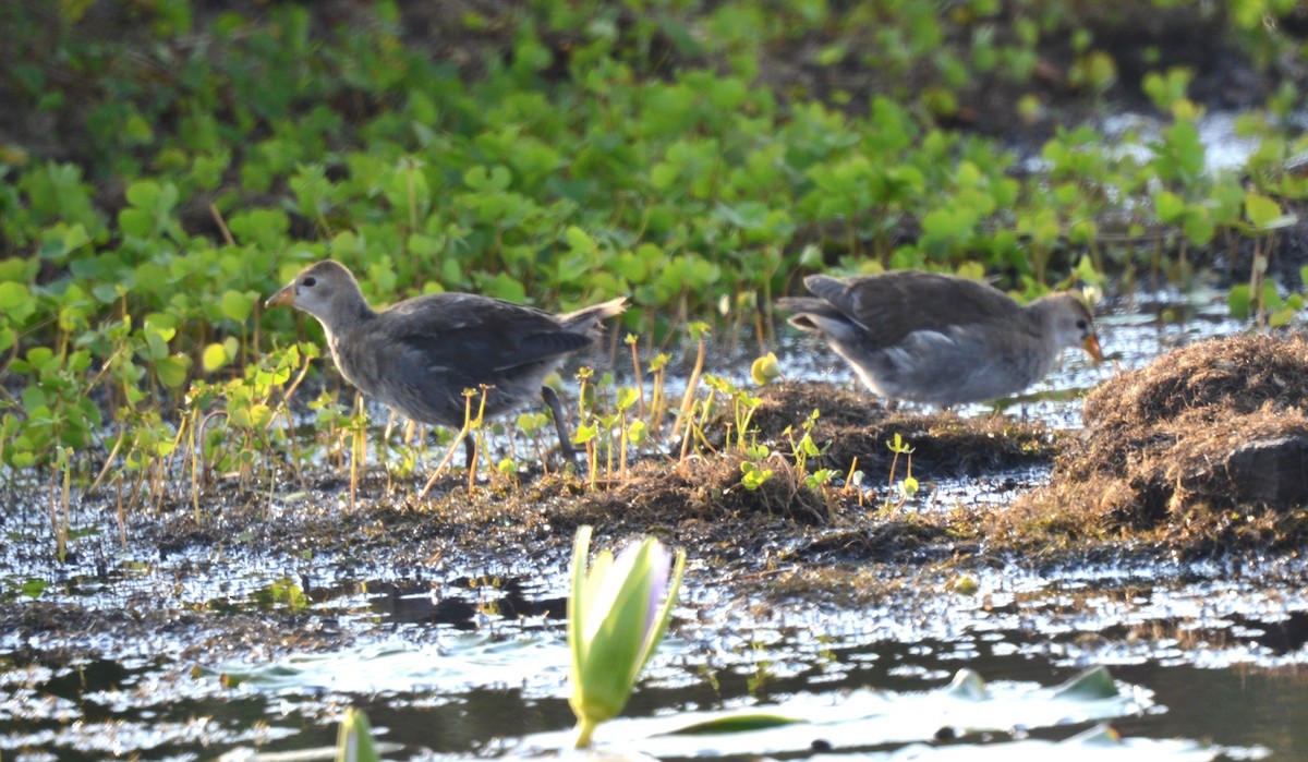 Lesser Moorhen - ML622646874