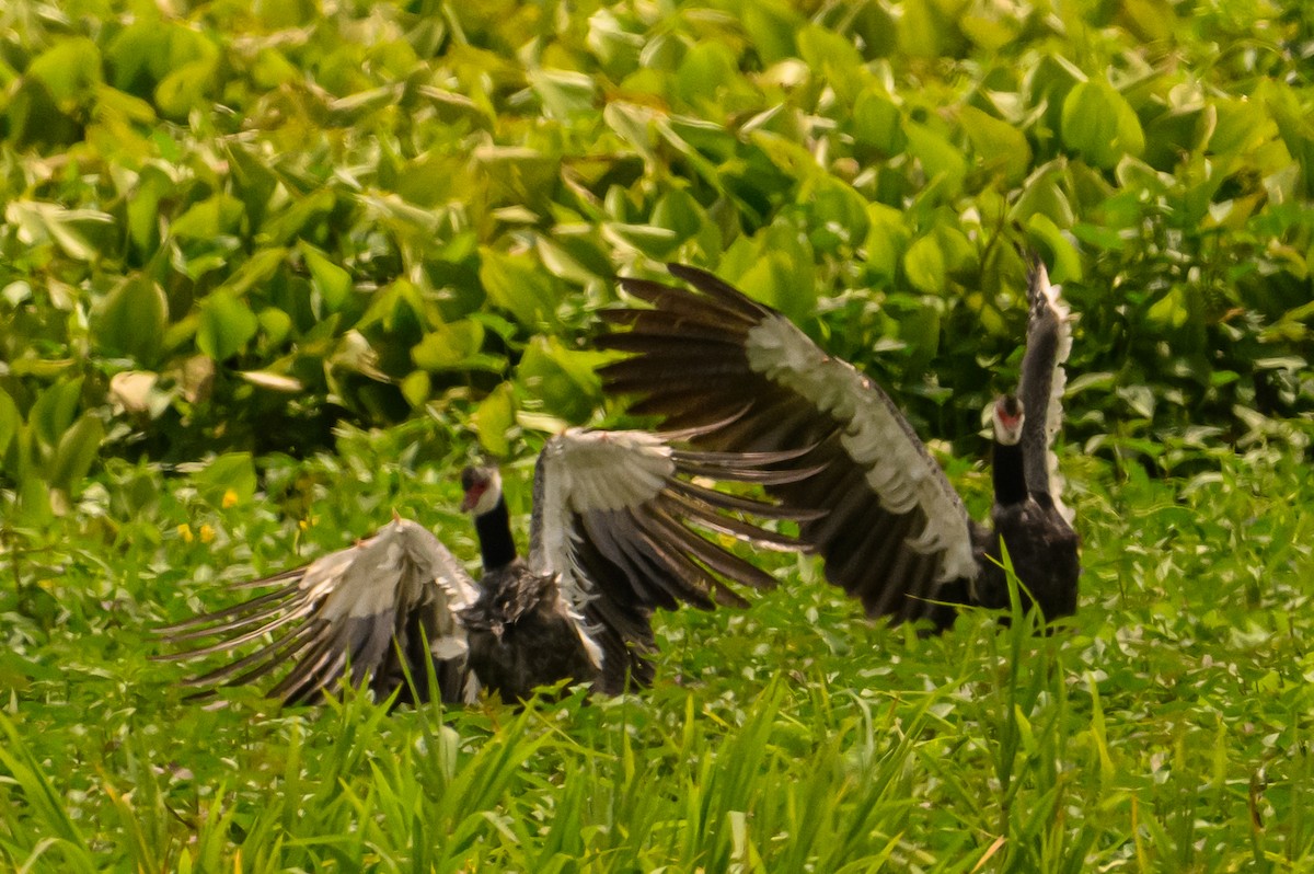 Northern Screamer - Christine Kozlosky