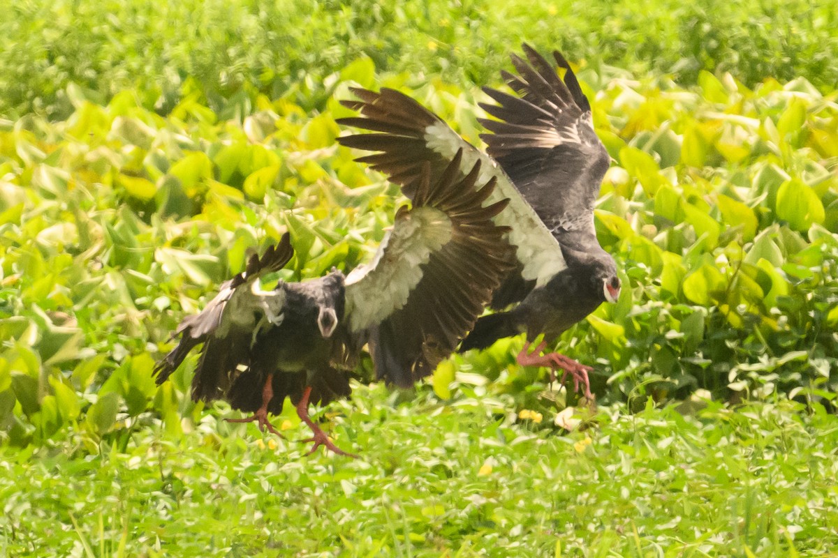 Northern Screamer - ML622646876