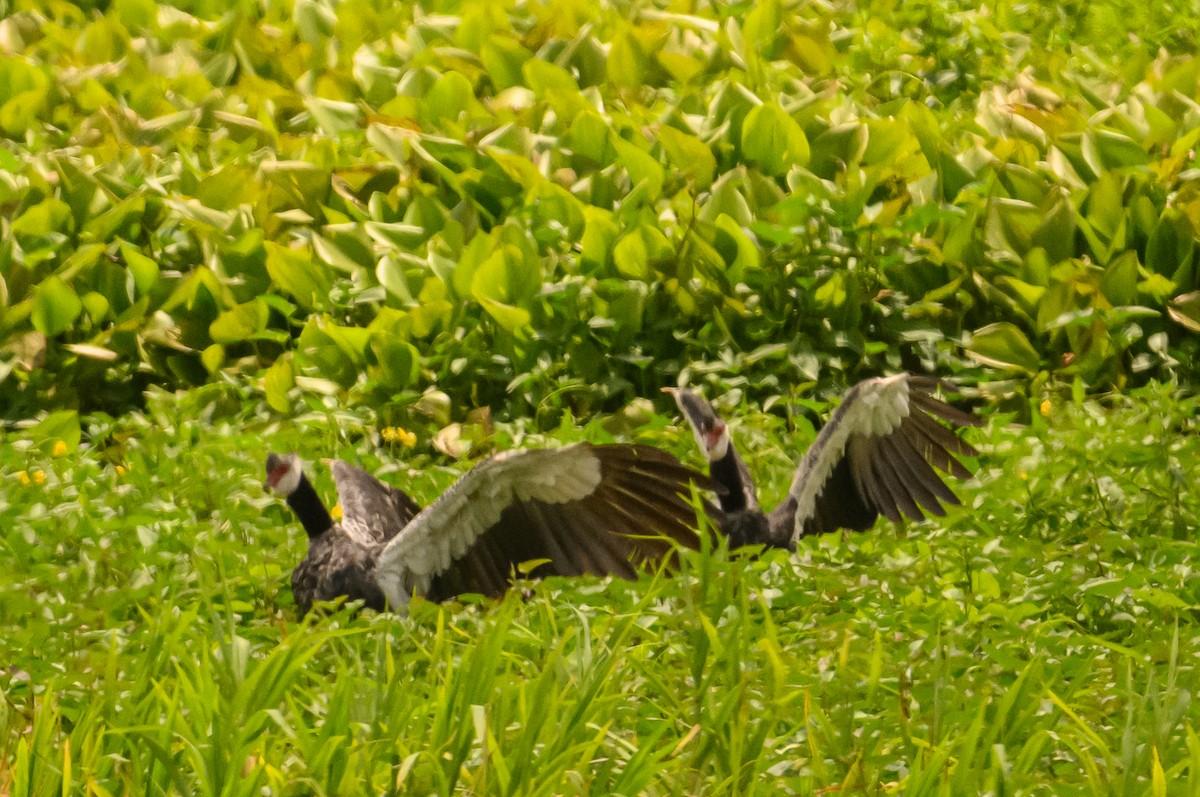 Northern Screamer - ML622646877