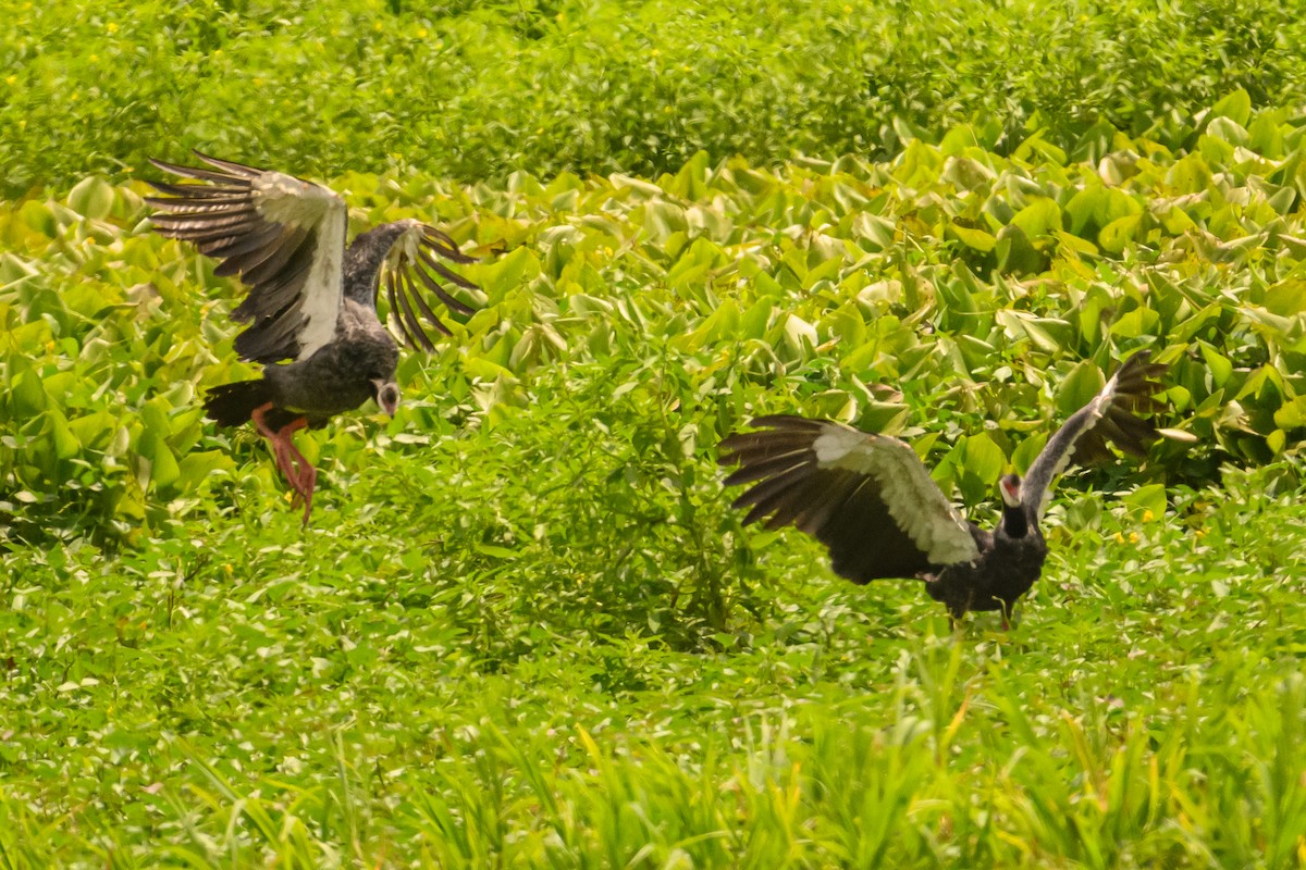 Northern Screamer - ML622646878