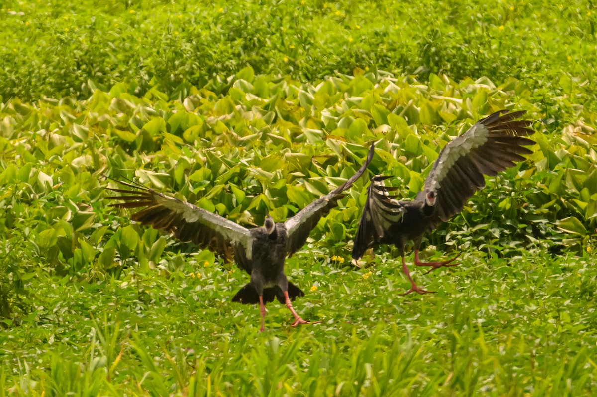 Northern Screamer - ML622646879