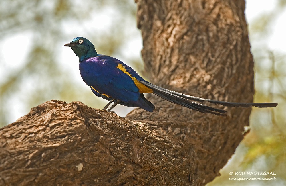 Golden-breasted Starling - Rob Nagtegaal