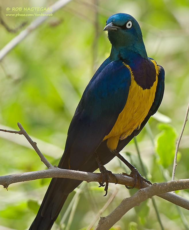 Golden-breasted Starling - ML622646989