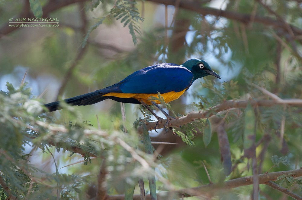 Golden-breasted Starling - ML622646990