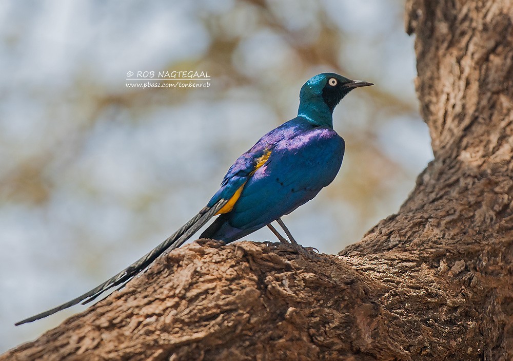 Golden-breasted Starling - ML622646991