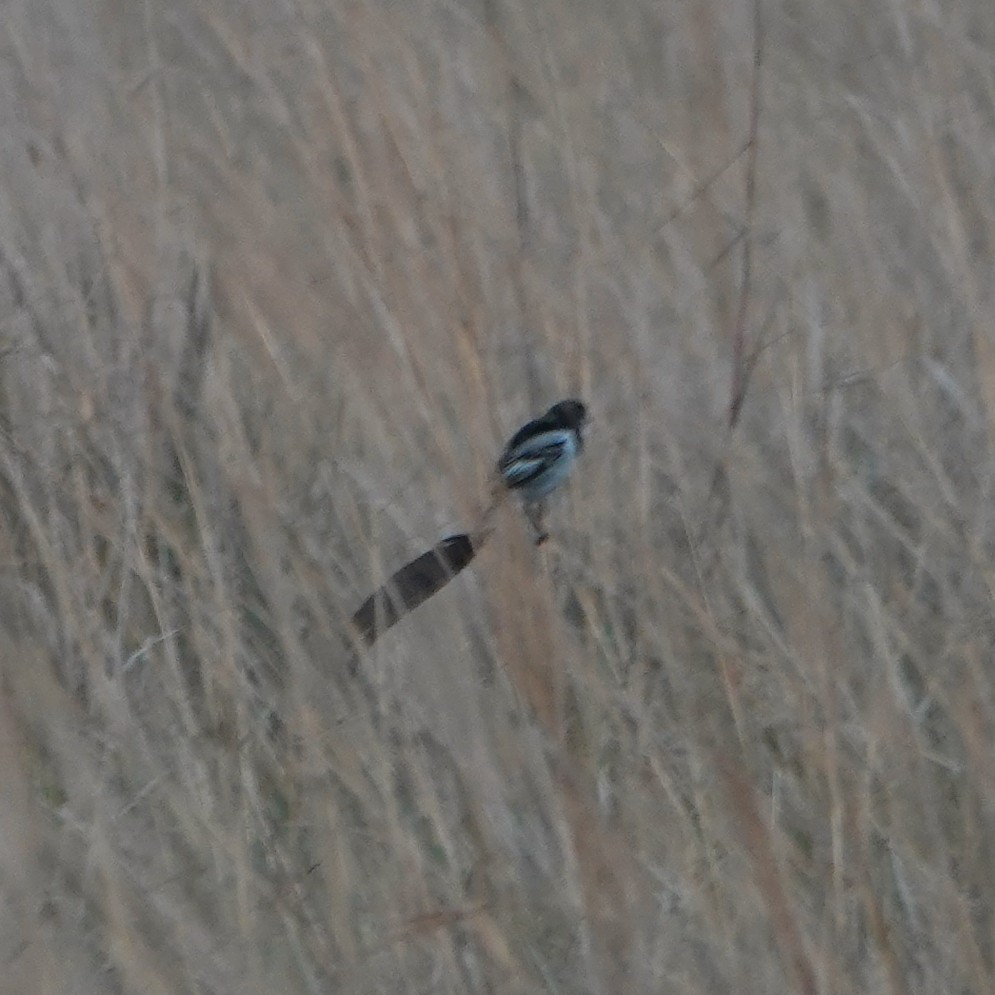 Strange-tailed Tyrant - Dan Rabosky