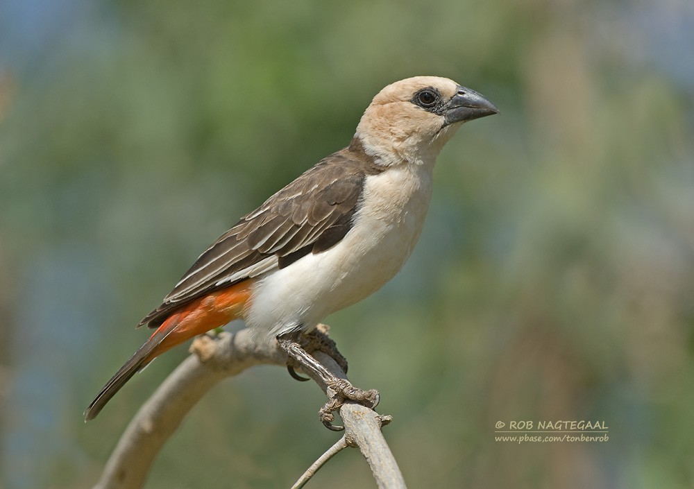 White-headed Buffalo-Weaver - Rob Nagtegaal