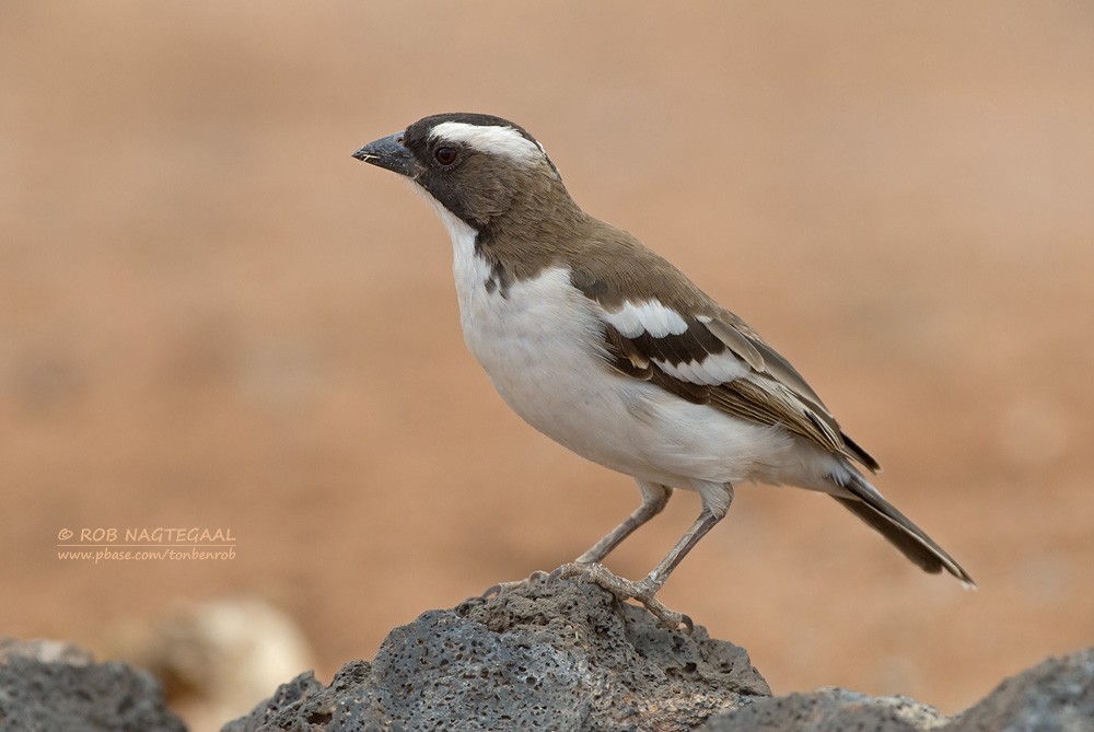 White-browed Sparrow-Weaver - Rob Nagtegaal