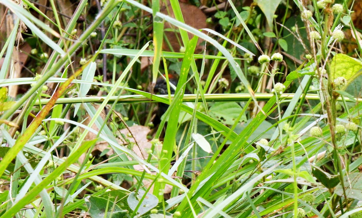 Dark-breasted Spinetail - ML622647053