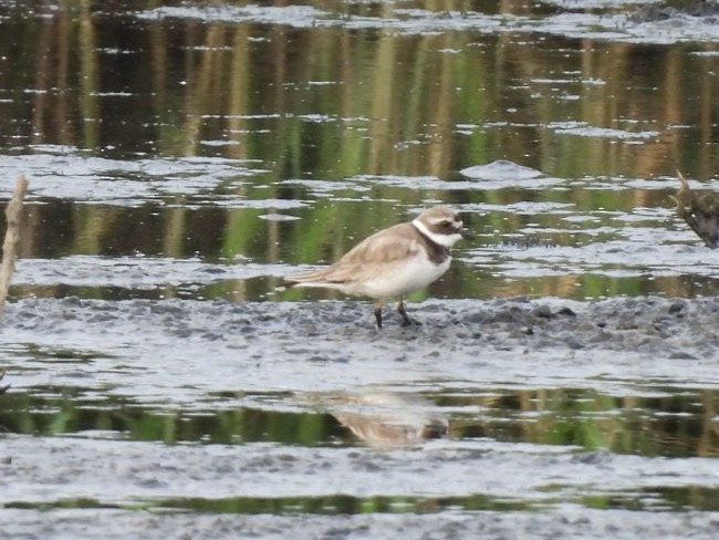 Common Ringed Plover - Vaughan Lister