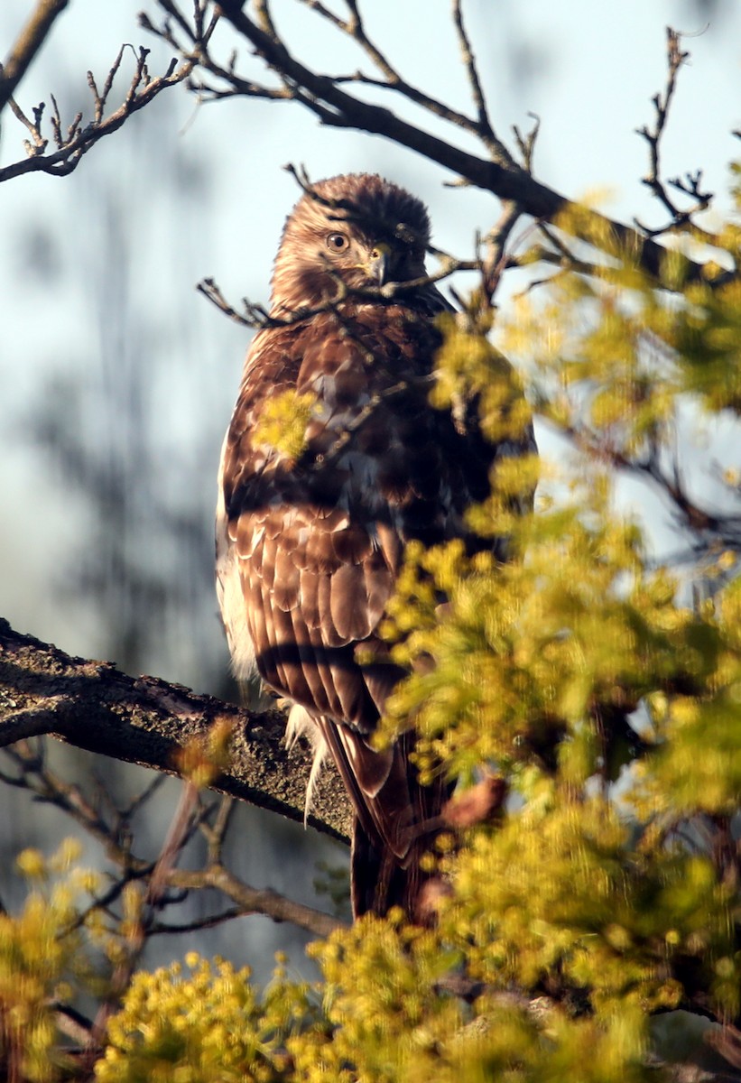 Cooper's Hawk - Kevin Munro Smith