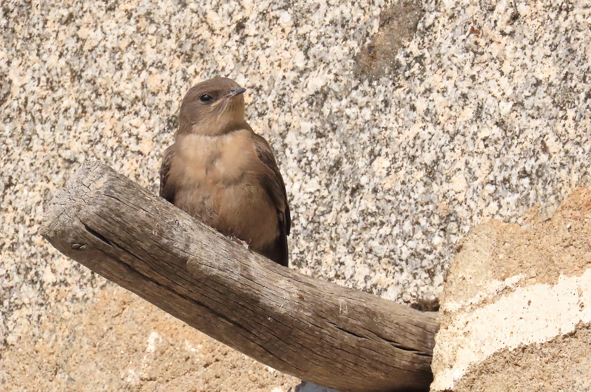 Eurasian Crag-Martin - José María García Jiménez