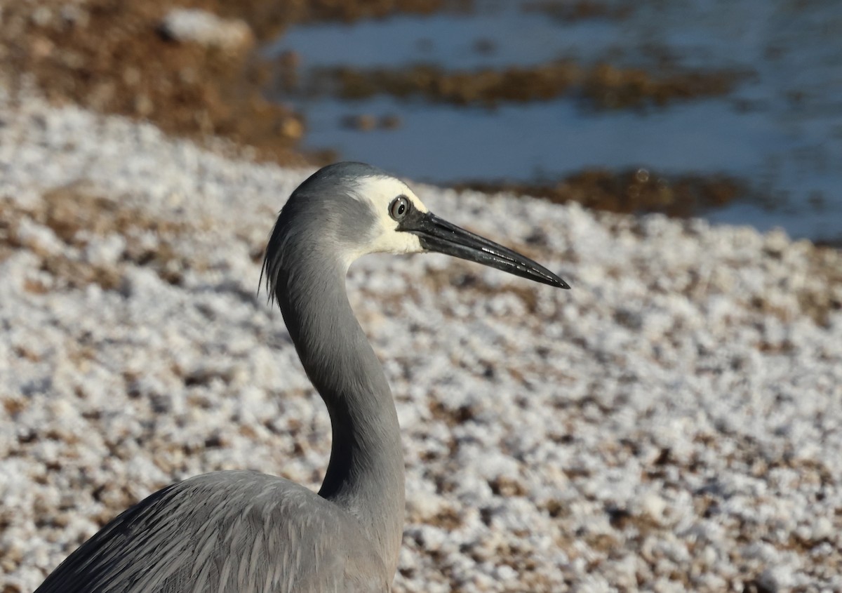 White-faced Heron - Pamela Jones