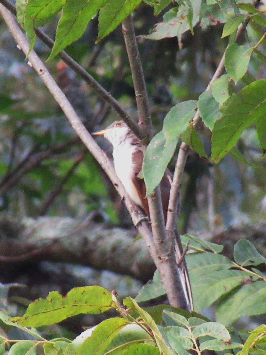 Yellow-billed Cuckoo - ML622647338
