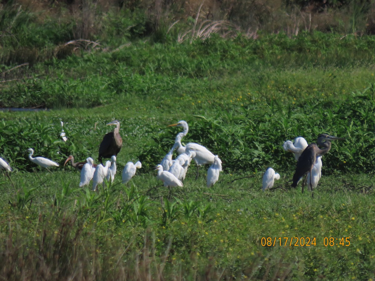 Great Blue Heron - Leon Book