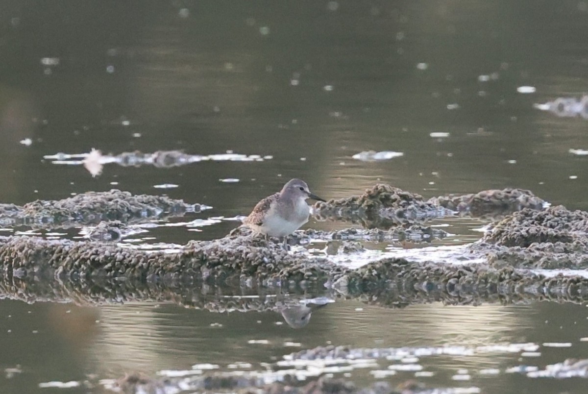 Temminck's Stint - ML622647548