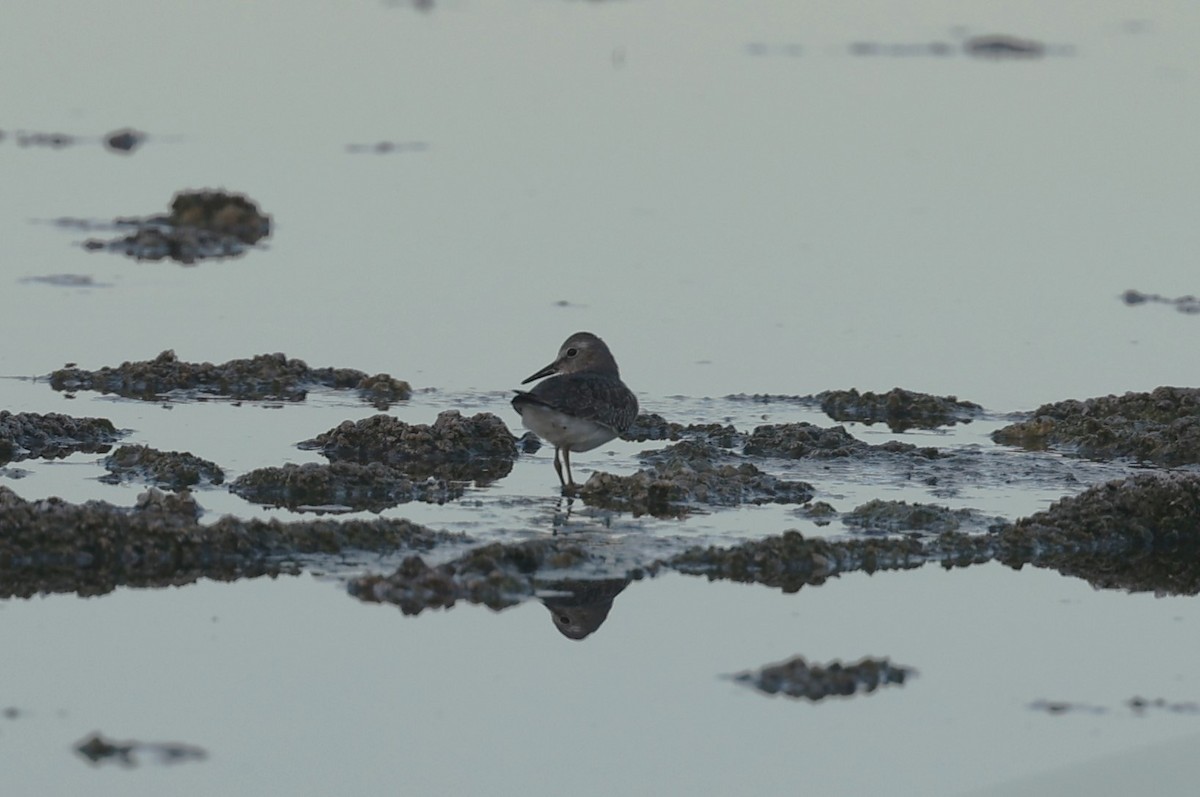 Temminck's Stint - Jonathan Plissner