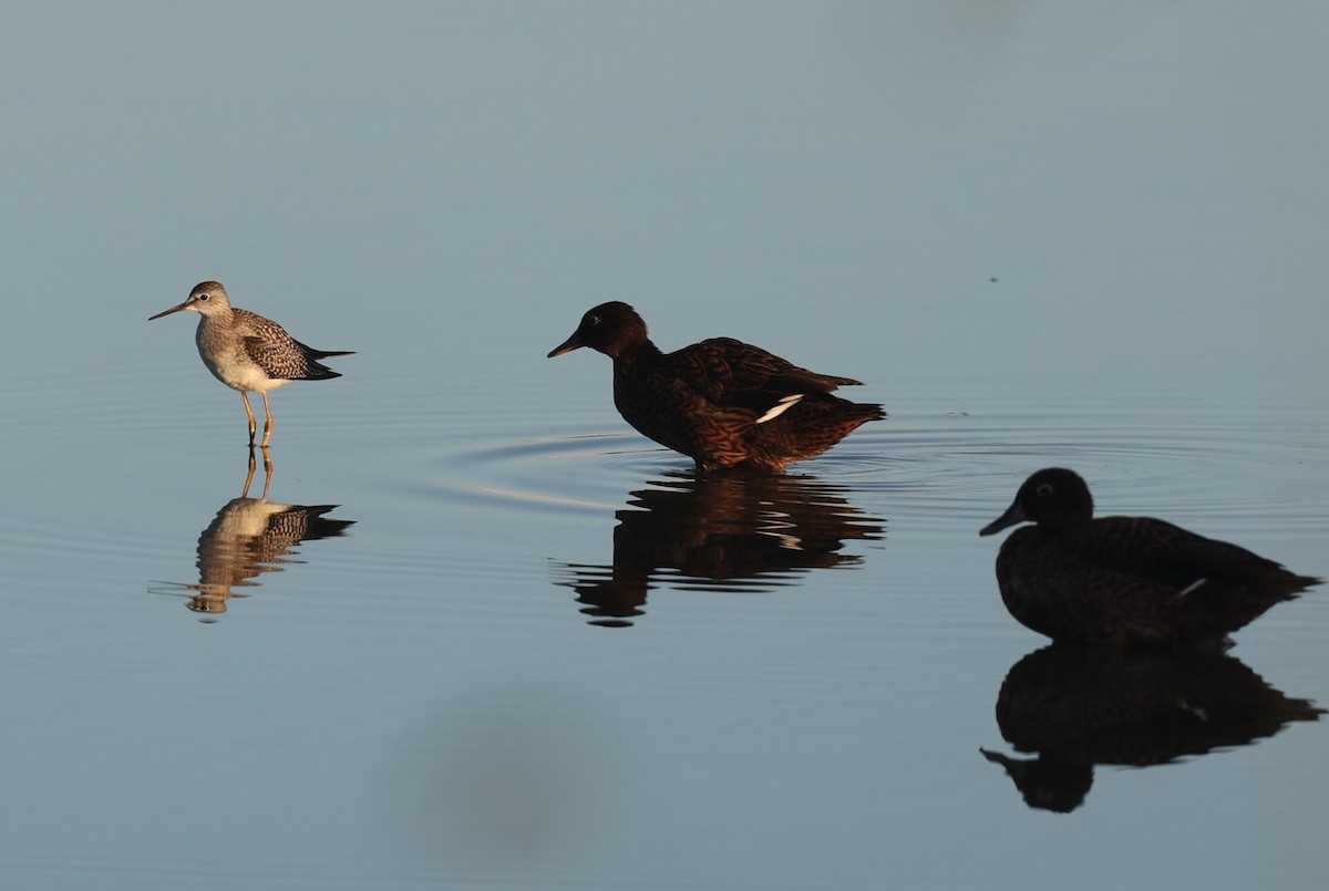 Lesser Yellowlegs - ML622647560