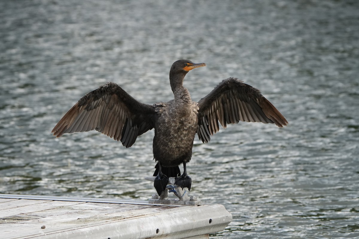 Double-crested Cormorant - ML622647561