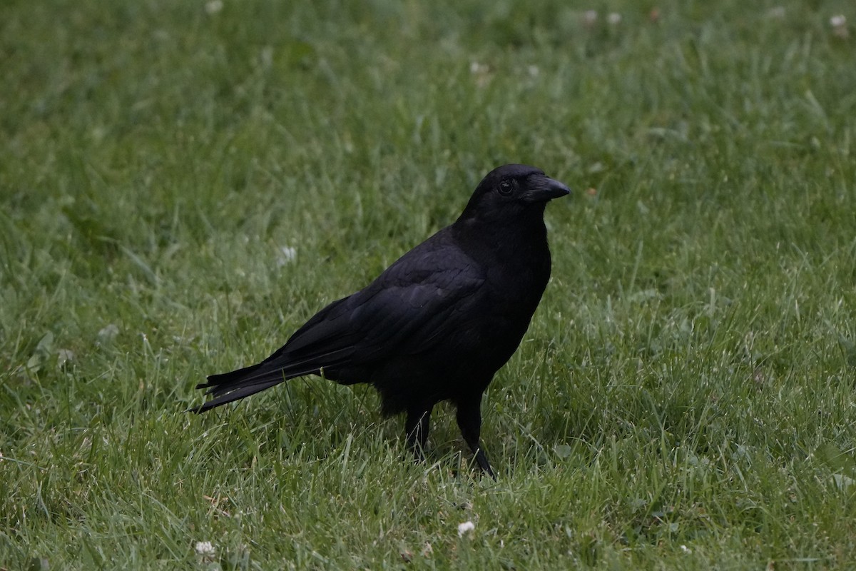 American Crow - ML622647562