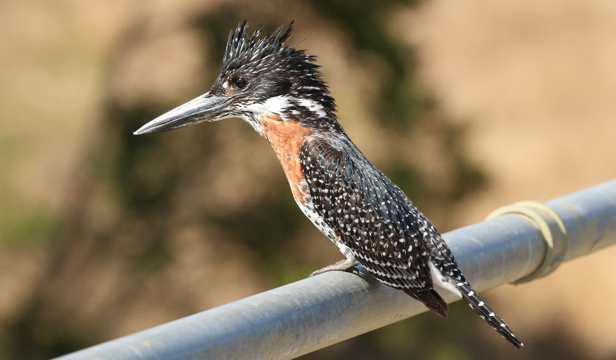 Giant Kingfisher - ML622647599