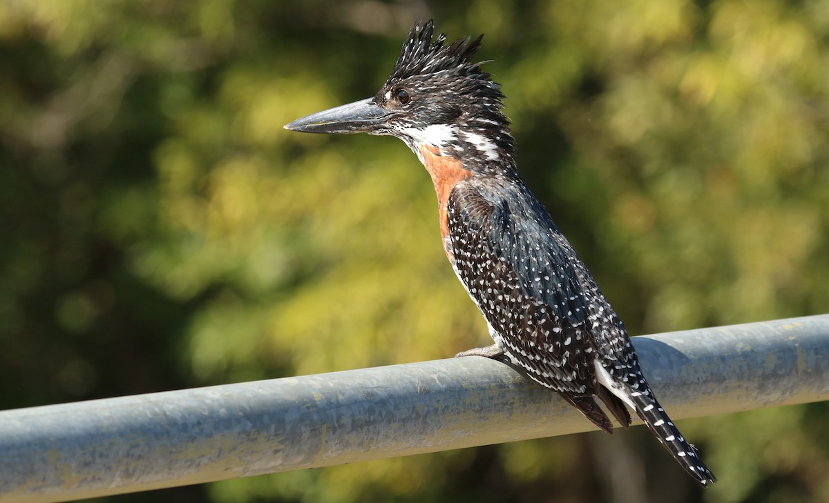 Giant Kingfisher - Aurélie  Jambon