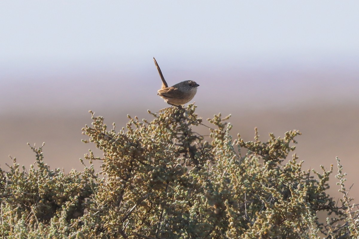 Thick-billed Grasswren - Darcy Whittaker