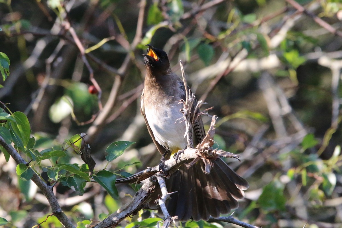 Common Bulbul (Dark-capped) - Wigbert Vogeley