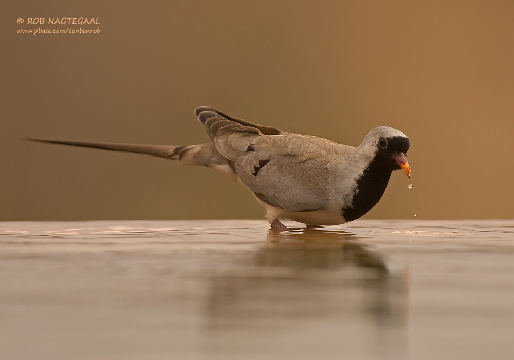 Namaqua Dove - Rob Nagtegaal