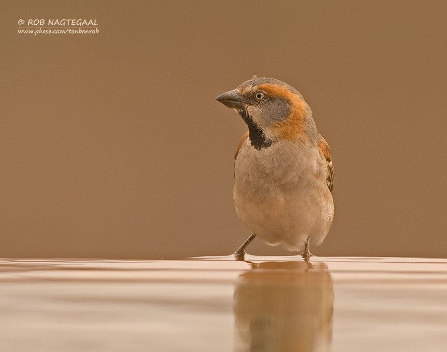 Kenya Rufous Sparrow - ML622647766