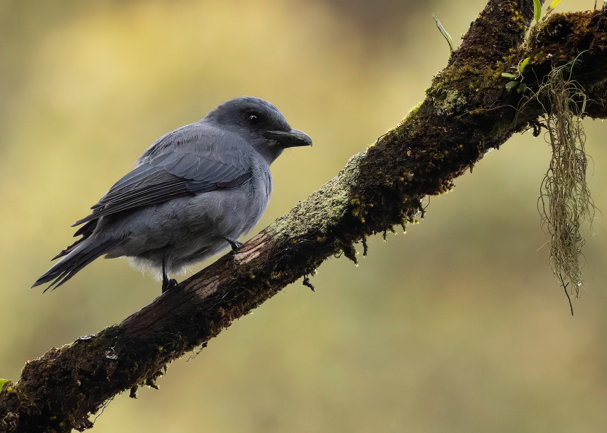 Sunda Cuckooshrike - Ayuwat Jearwattanakanok